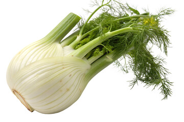 fennel on a white background