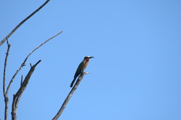 bird in savanna , Animal of africa