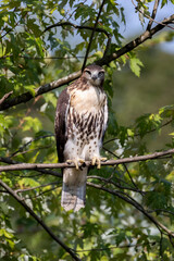 Red Tailed Hawk