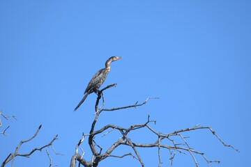 bird in savanna , Animal of africa