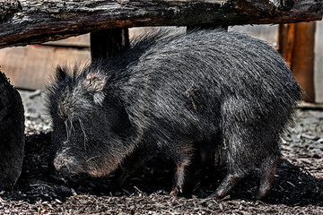 Chacoan peccary also known as tagua. Latin name - Catagonus wagneri