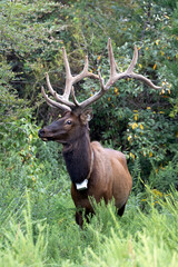 Elk