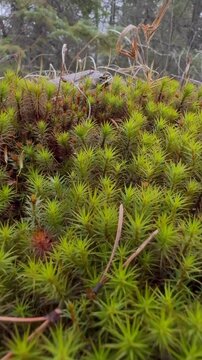 Star Moss Macro Background &ndash; Vibrant Natural Texture