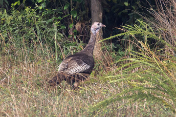 Wild Turkey