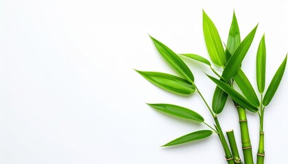 Fototapeta premium Bamboo plant arrangement indoor space greenery display minimalist aesthetic top-down view nature's serenity