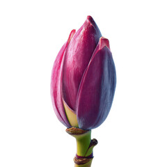 Close-up of a Vibrant Purple Flower Bud Against a Green Transparent background