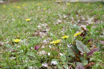 原っぱに咲くタンポポ