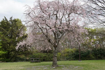 公園の中央で咲く枝垂桜