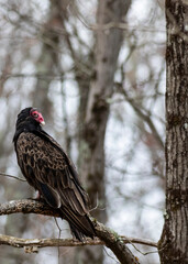 Vulture in Perched on Branch