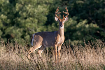 White-tailed deer