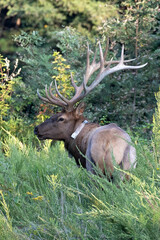 Elk