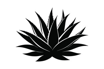 agave plant silhouette vector illustration on white background