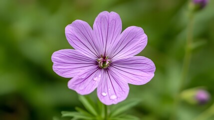 Fototapeta premium Close-up of a Vibrant Purple Flower with Dewdrops