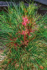 Close-up of a Grevillea plant with vibrant red flowers and long needle-like leaves. The plant is part of the landscape in a memorial park in Kotor, Montenegro