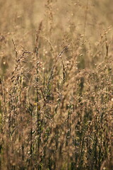 Obraz premium Sonnenaufgang im Nebel