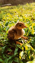 Baby peacock in the grass