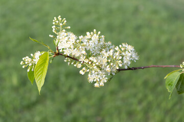 Fototapeta premium Flowers of bird cherry maaka. This tree is found in parks, used in landscape design