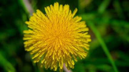 Yellow dandelion flower on green grass background, close-up.