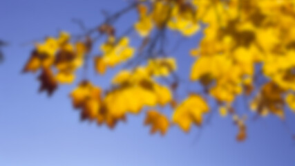 Bright yellow foliage in the autumn park, blurred background.