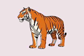 tiger vector illustration