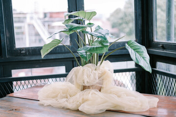 Interior plant decoration with elegant fabric near vintage windows