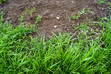 Weed control in agriculture: a fragment of a plowed field used for growing food crops and a...
