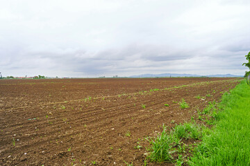 An agricultural field shortly after sowing: a view of the brown soil plowed by a cultivator without seedlings, but with the first weeds. Spring work in the village: the beginning of the growing season
