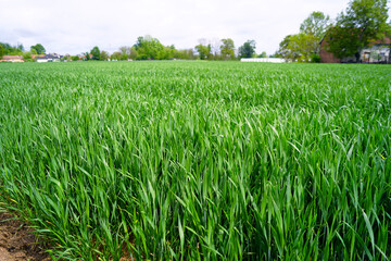 Agricultural field in early summer: land sown with young rye. Life in the countryside: growing grain crops. Densely planted grass-like plants. Landscape from the countryside in South-Eastern Europe.