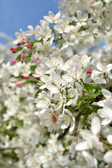 Closeup of apple tree blossoms