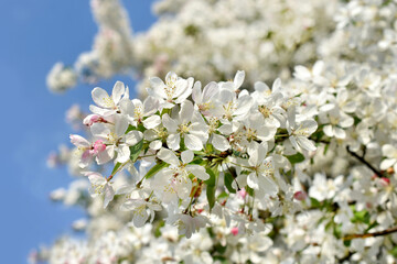 Closeup of apple tree blossoms