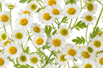 feverfew flowers background