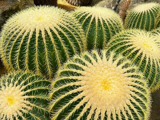 cactus、サボテン