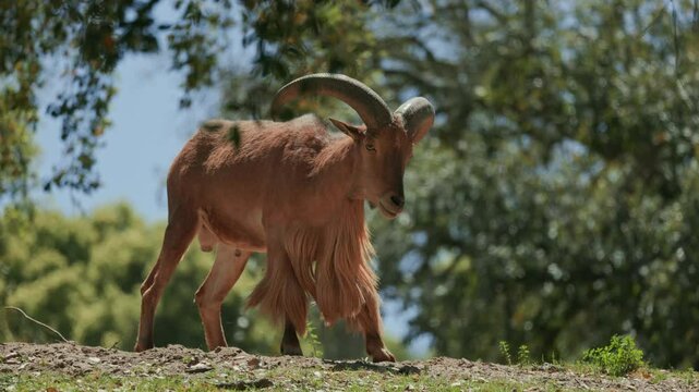 Barbary sheep resting and walking in nature preserve