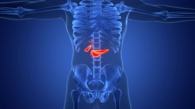 Human Internal Organs Pancreas with Gallbladder Anatomy Animation Concept