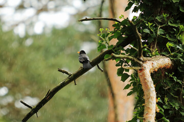 Blackbird in the Rain: Quiet Sentinel of Ezcaray