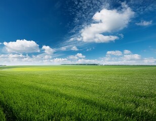 Obraz premium green field and blue sky field and clouds