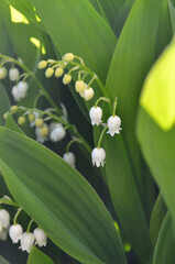  Lily of the valley tiny bell shape flowers blooming in spring against fresh green leaves in sunny day.Beauty of nature ,gardening, growing spring flowers concept.