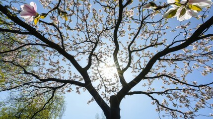 Fototapeta premium Beautiful Blossom Tree Silhouetted Against Bright Sky and Sun