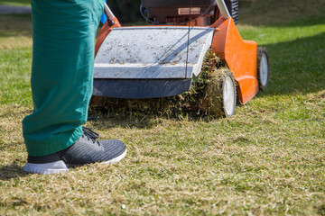 Scarification and aeration of the lawn with a scarifier. Close up view.