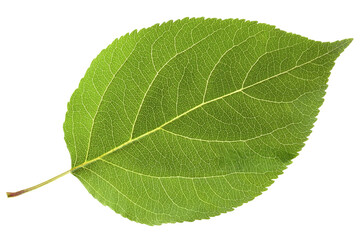 green leaf isolated on transparent 