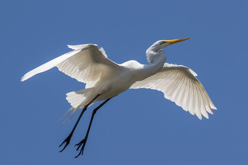 Great Egret