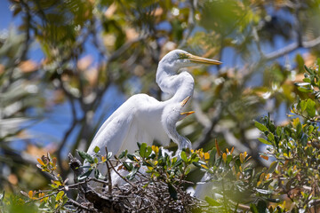 Great Egret