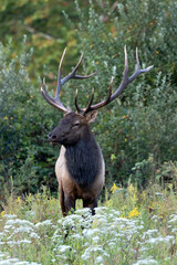 Elk