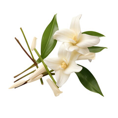 Fototapeta premium Vanilla Blossom with Natural Sticks and Green Foliage