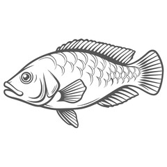 Wrasse Fish Line Art Illustration Vector
