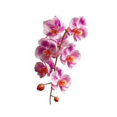 Pink Phalaenopsis Orchid Branch with Water Droplets