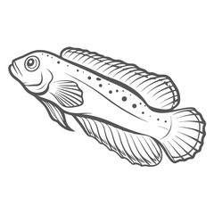 Canary Blenny Outline Illustration - Meiacanthus oualanensis