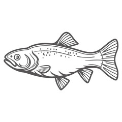 Creek Chub Fish Line Art Illustration