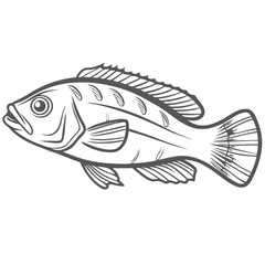 Christmas Wrasse Fish Detailed Line Art Illustration