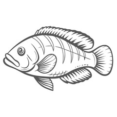 Exquisite Fairy Wrasse Line Art Illustration